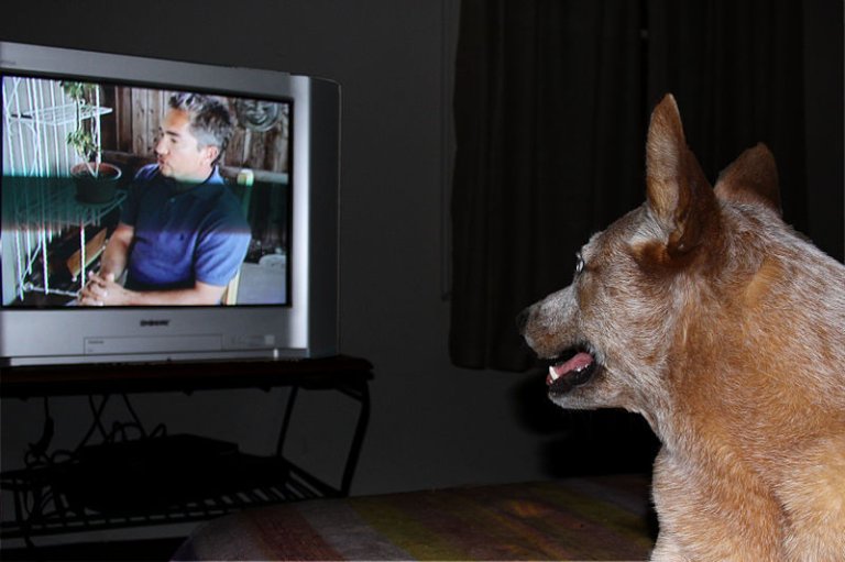 Can Dogs Watch TV?
