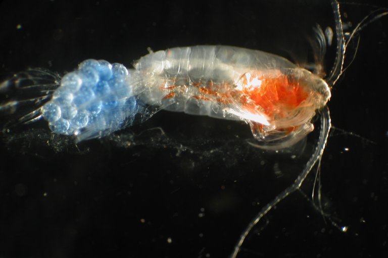 Copepod