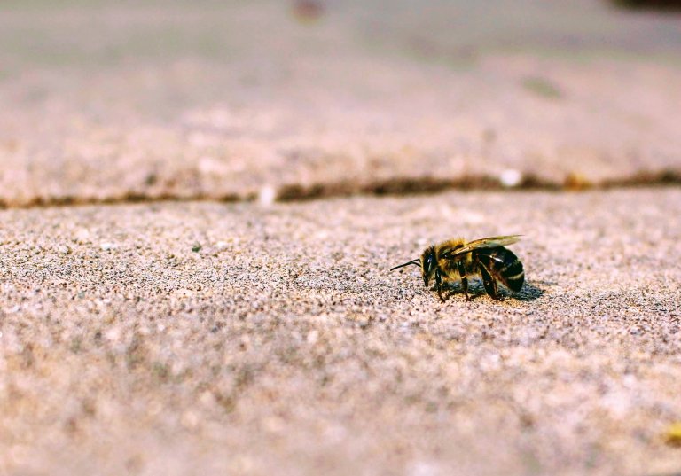 Pesticides are making bees dumber