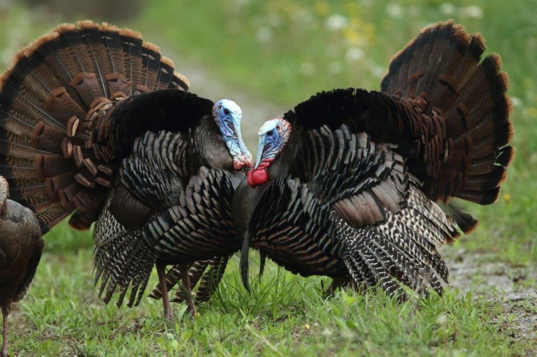 Wild turkeys are in trouble