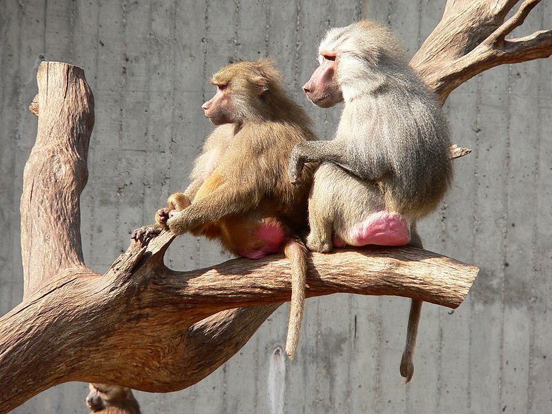 Hamadryas Baboon Butt