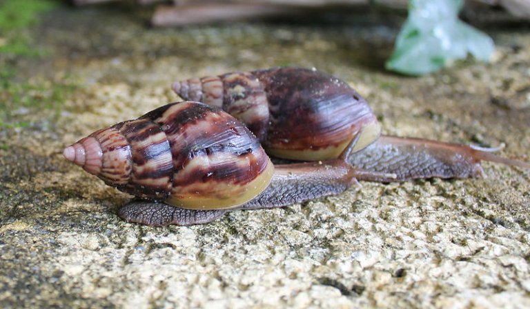 Giant African Land Snails