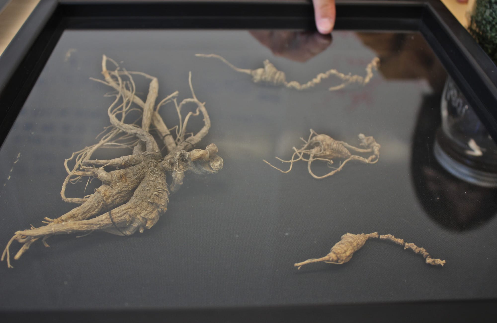 Ginseng roots
