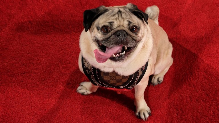 a pug named Doug stands on a red carpet with his tongue hanging out the side of his mouth