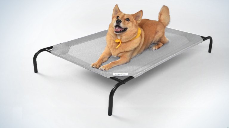  coolaroo dog bed with a dog on it