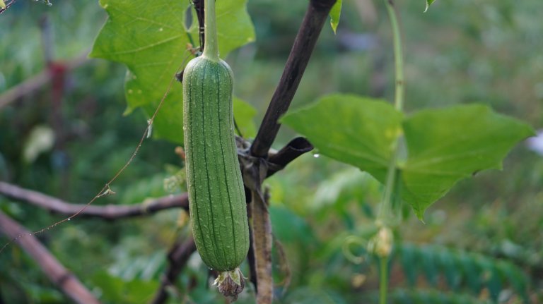 luffa acutangular, Cucurbitaceae green vegetable fresh on brown fabric in garden on nature background
